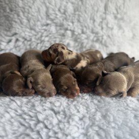 Dachshund (Standard &amp; Miniature) - Both