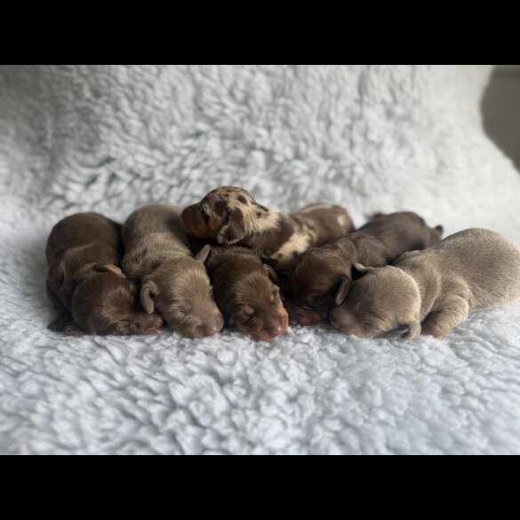 Dachshund (Standard &amp; Miniature) - Both