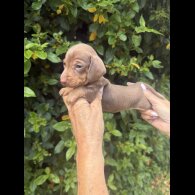Dachshund (Standard &amp; Miniature) - Both