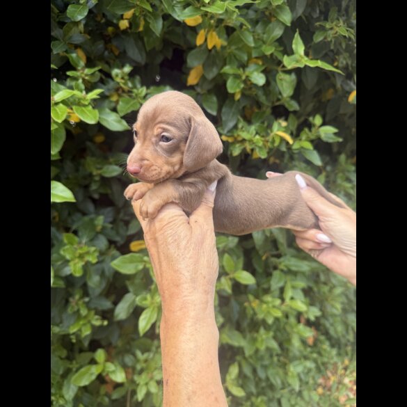 Dachshund (Standard &amp; Miniature) - Both