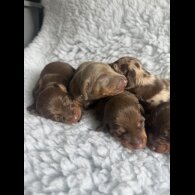 Dachshund (Standard &amp; Miniature) - Both