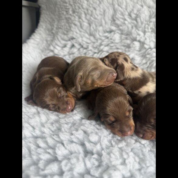 Dachshund (Standard &amp; Miniature) - Both