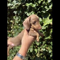 Dachshund (Standard &amp; Miniature) - Both