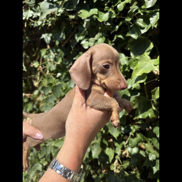 Dachshund (Standard &amp; Miniature) - Both