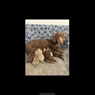 Dachshund (Standard &amp; Miniature) - Both