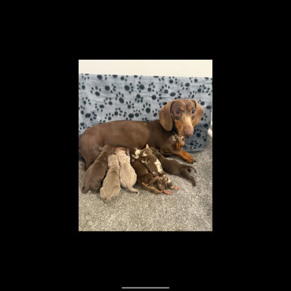 Dachshund (Standard &amp; Miniature) - Both