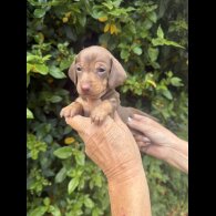 Dachshund (Standard &amp; Miniature) - Both