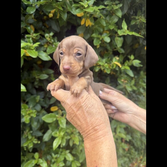 Dachshund (Standard &amp; Miniature) - Both