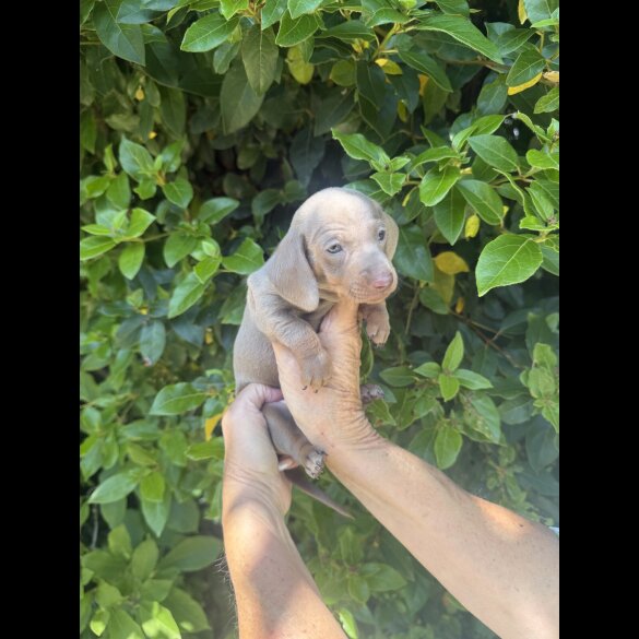 Dachshund (Standard &amp; Miniature) - Both