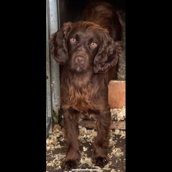 Cocker Spaniel (Working &amp; Show) - Both