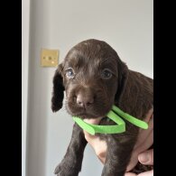 Cocker Spaniel (Working &amp; Show) - Both