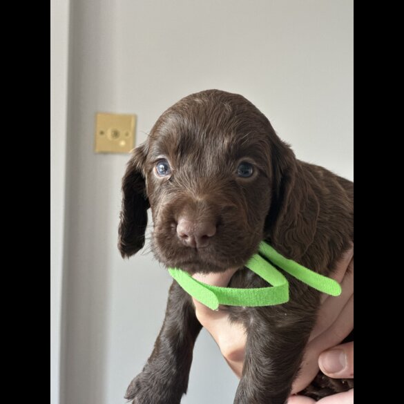 Cocker Spaniel (Working &amp; Show) - Both