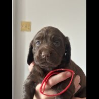 Cocker Spaniel (Working &amp; Show) - Both