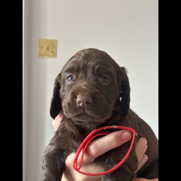 Cocker Spaniel (Working &amp; Show) - Both