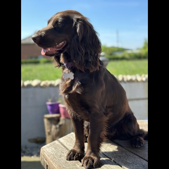 Cocker Spaniel (Working &amp; Show) - Both