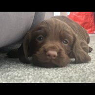 Cocker Spaniel (Working &amp; Show) - Both