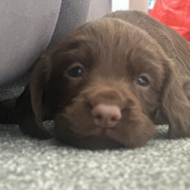 Cocker Spaniel (Working &amp; Show) - Both