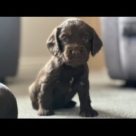 Cocker Spaniel (Working &amp; Show) - Both