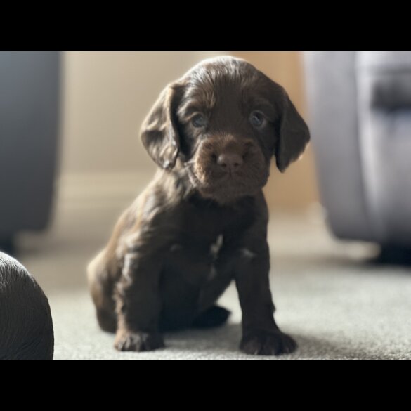 Cocker Spaniel (Working &amp; Show) - Both