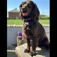Cocker Spaniel (Working &amp; Show) - Both