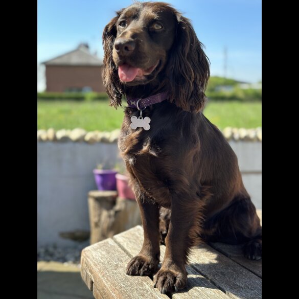Cocker Spaniel (Working &amp; Show) - Both