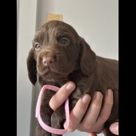 Cocker Spaniel (Working &amp; Show) - Both