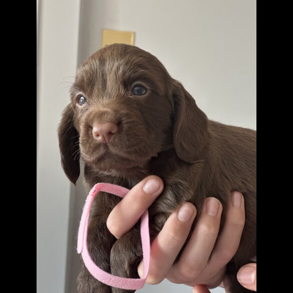 Cocker Spaniel (Working &amp; Show) - Both