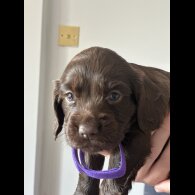 Cocker Spaniel (Working &amp; Show) - Both