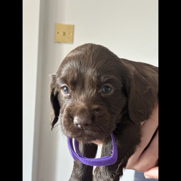 Cocker Spaniel (Working &amp; Show) - Both