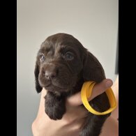 Cocker Spaniel (Working &amp; Show) - Both