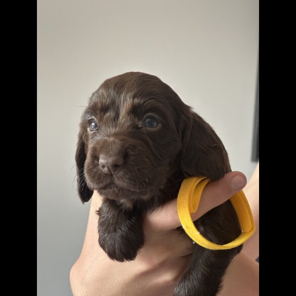 Cocker Spaniel (Working &amp; Show) - Both