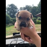 Staffordshire Bull Terrier - Both