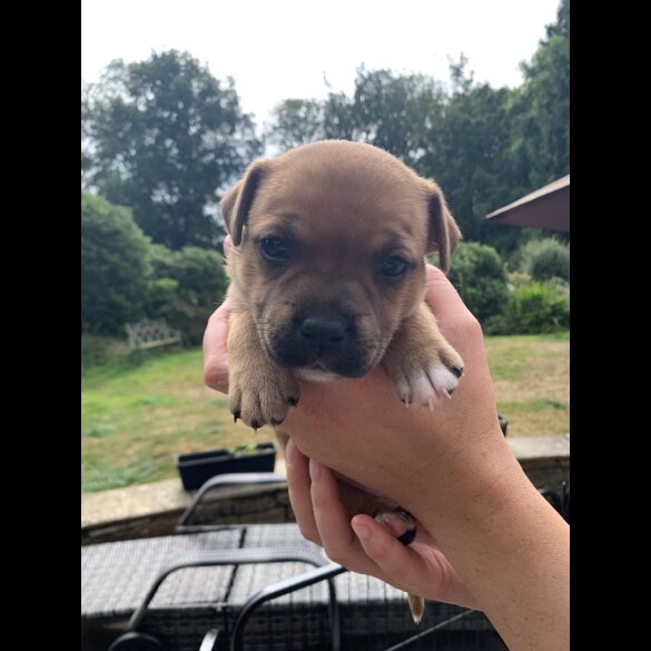 Staffordshire Bull Terrier - Both