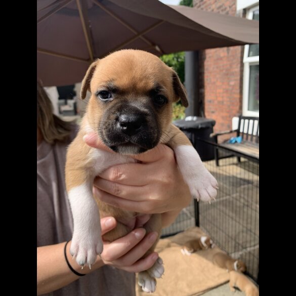 Staffordshire Bull Terrier - Both