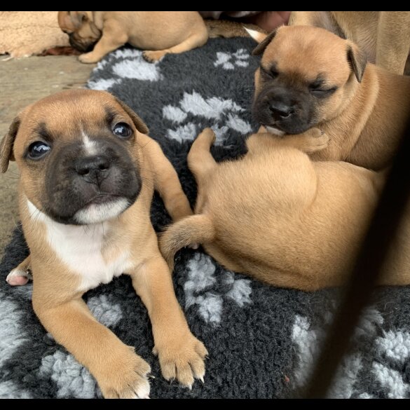 Staffordshire Bull Terrier - Both