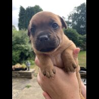 Staffordshire Bull Terrier - Both