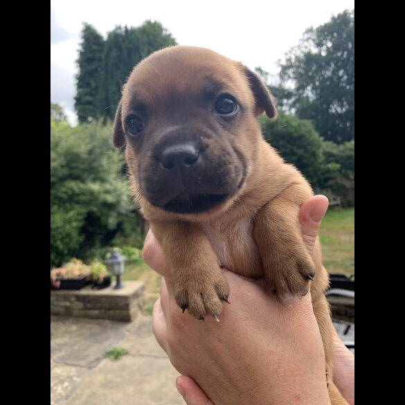 Staffordshire Bull Terrier - Both
