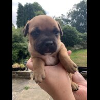 Staffordshire Bull Terrier - Both