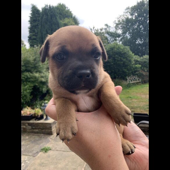 Staffordshire Bull Terrier - Both