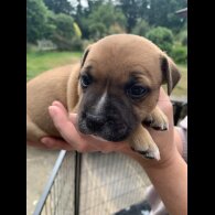 Staffordshire Bull Terrier - Both