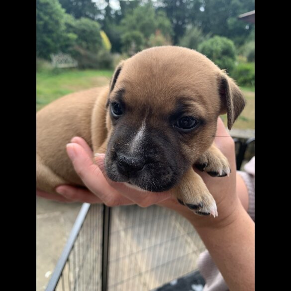 Staffordshire Bull Terrier - Both