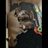 Staffordshire Bull Terrier - Both