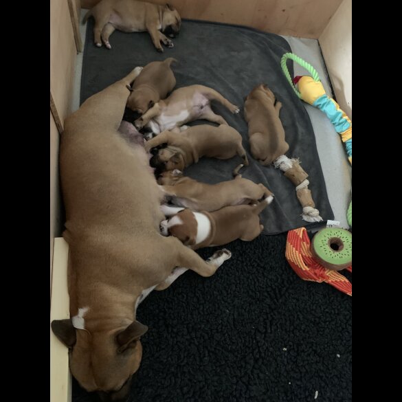 Staffordshire Bull Terrier - Both