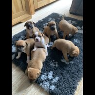Staffordshire Bull Terrier - Both