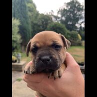 Staffordshire Bull Terrier - Both