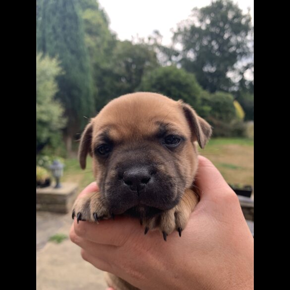 Staffordshire Bull Terrier - Both