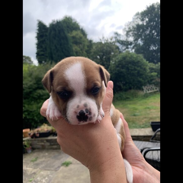 Staffordshire Bull Terrier - Both