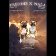 Staffordshire Bull Terrier - Both