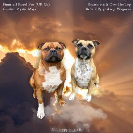 Staffordshire Bull Terrier - Both
