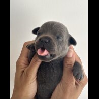 Staffordshire Bull Terrier - Both